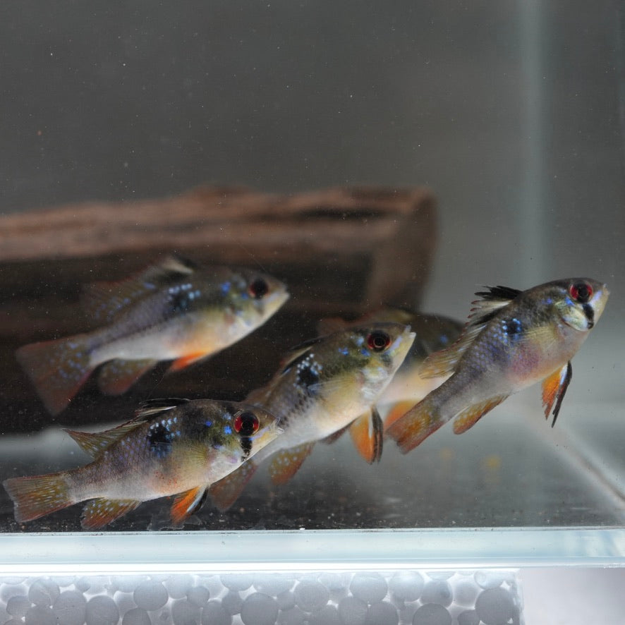 German Blue Ram Cichlid