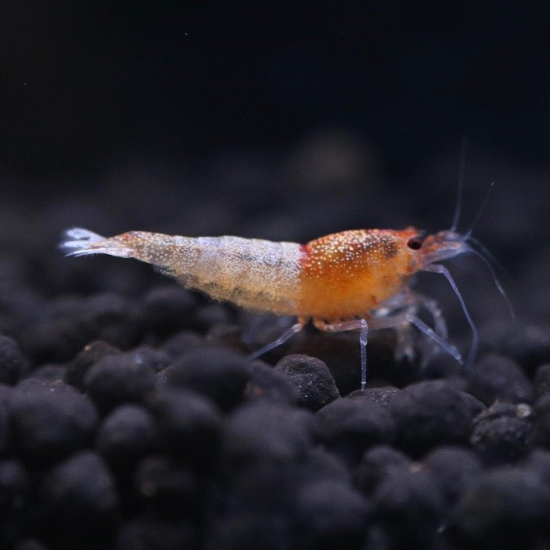 Golden Bee A/S Shrimp | BillyBoiAquatics
