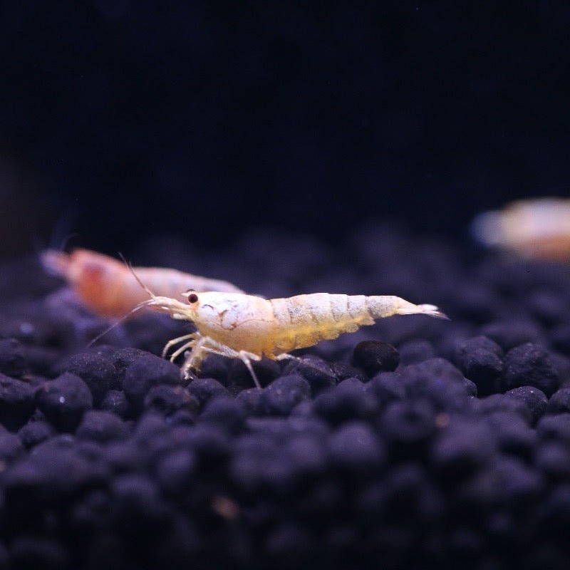 Golden Bee A/S Shrimp