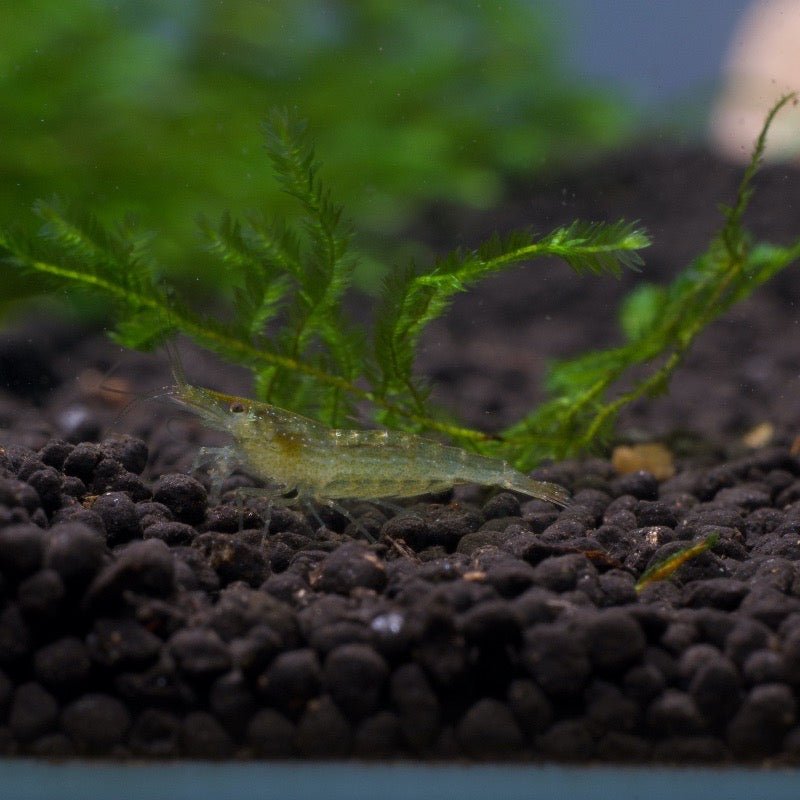 Green Babaulti Shrimp - BillyBoiAquatics