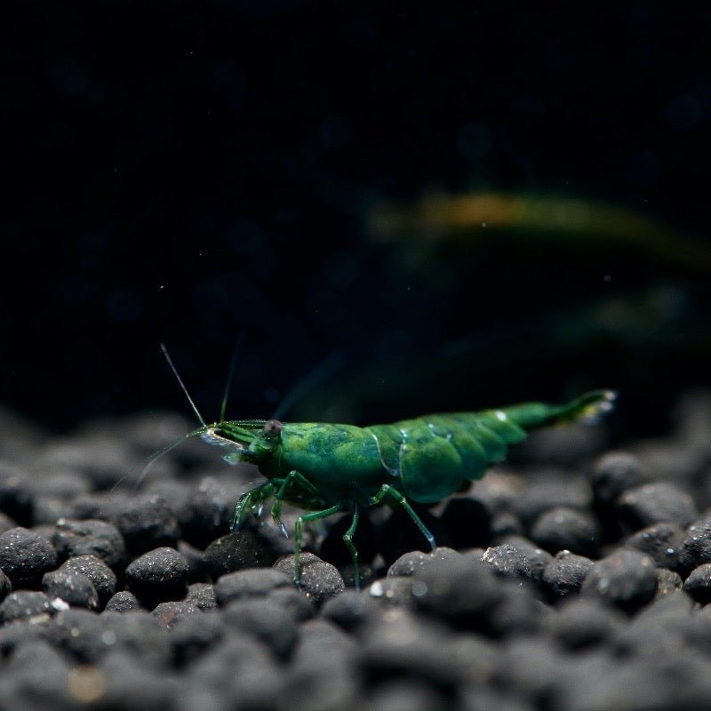Green Jade Shrimp