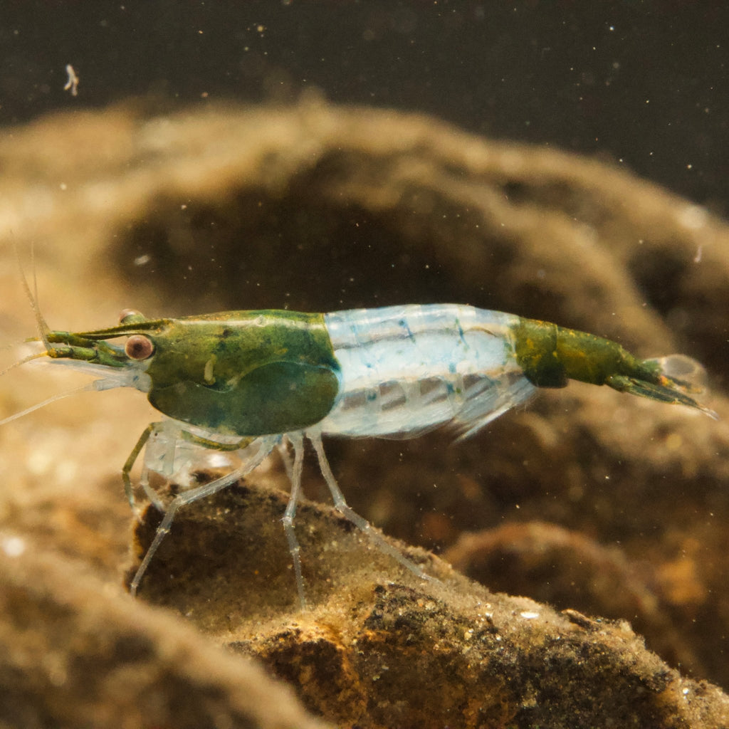 Green Rili Neocaridinas - BillyBoiAquatics