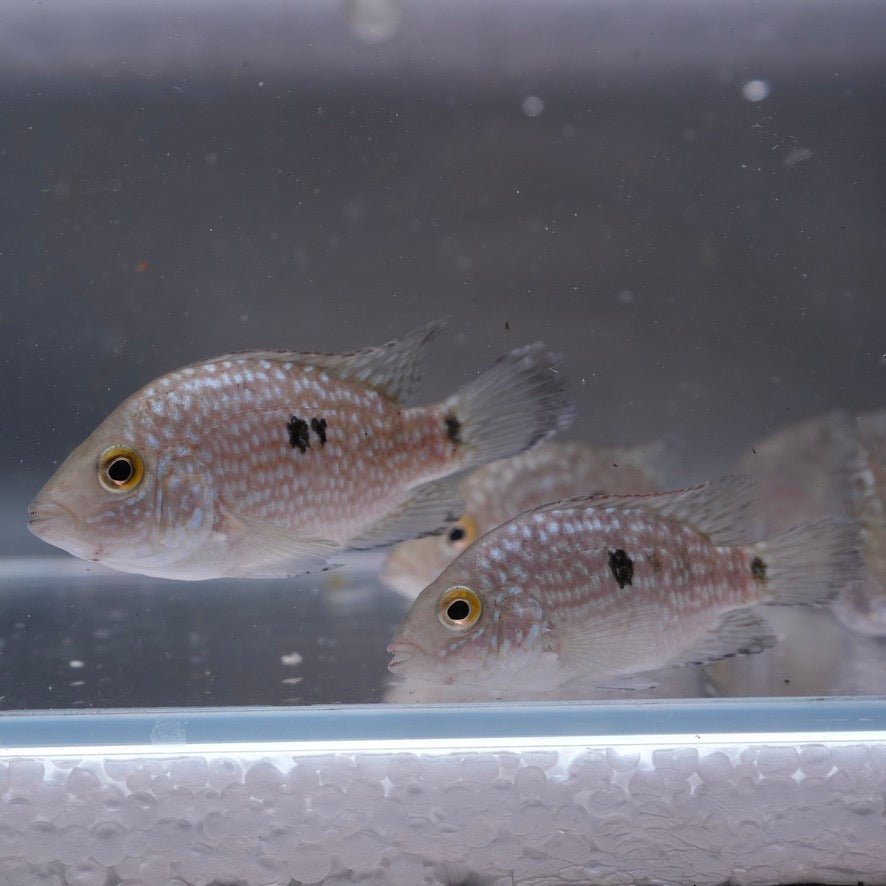 Green Texas Cichlid