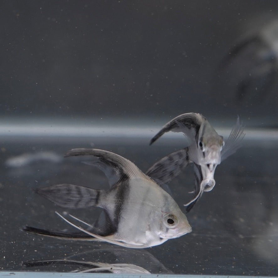 Half Black Angelfish