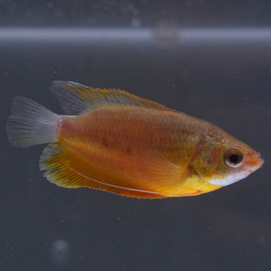 Honey Dwarf Gourami