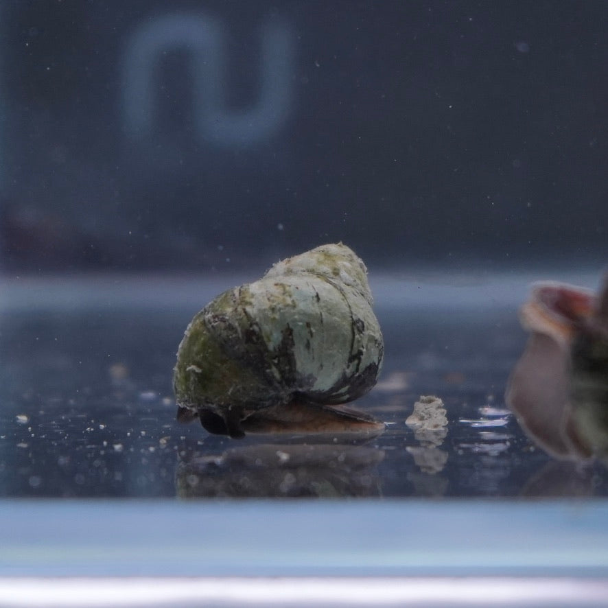 Japanese Trap Door Snail