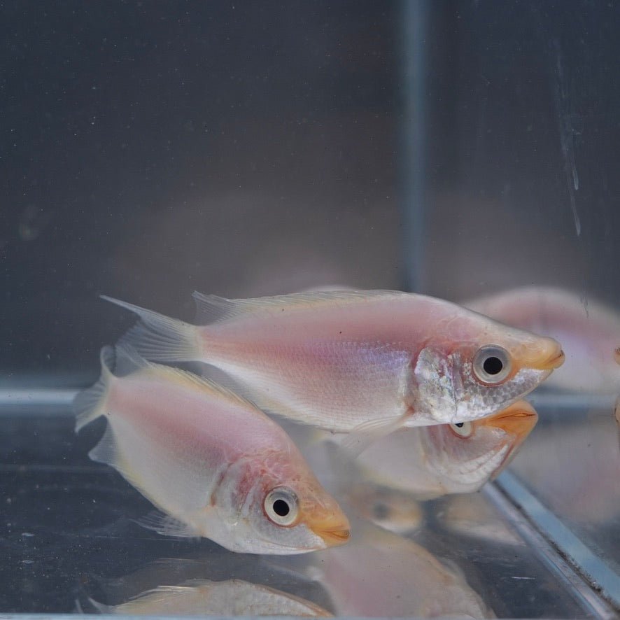 Kissing Gourami - BillyBoiAquatics