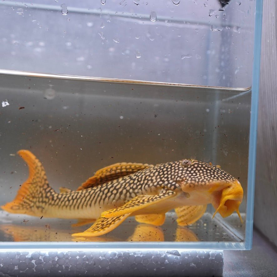 L014 Sunshine Pleco