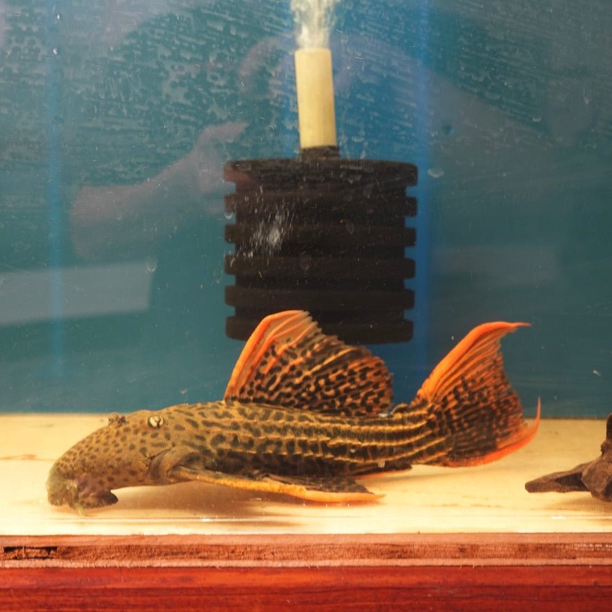 L025 7-pointer Scarlet Cactus Pleco