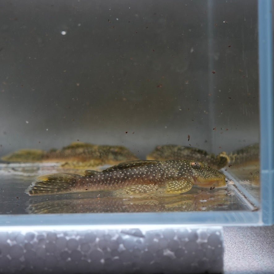 L067 Yellow Seam Pleco