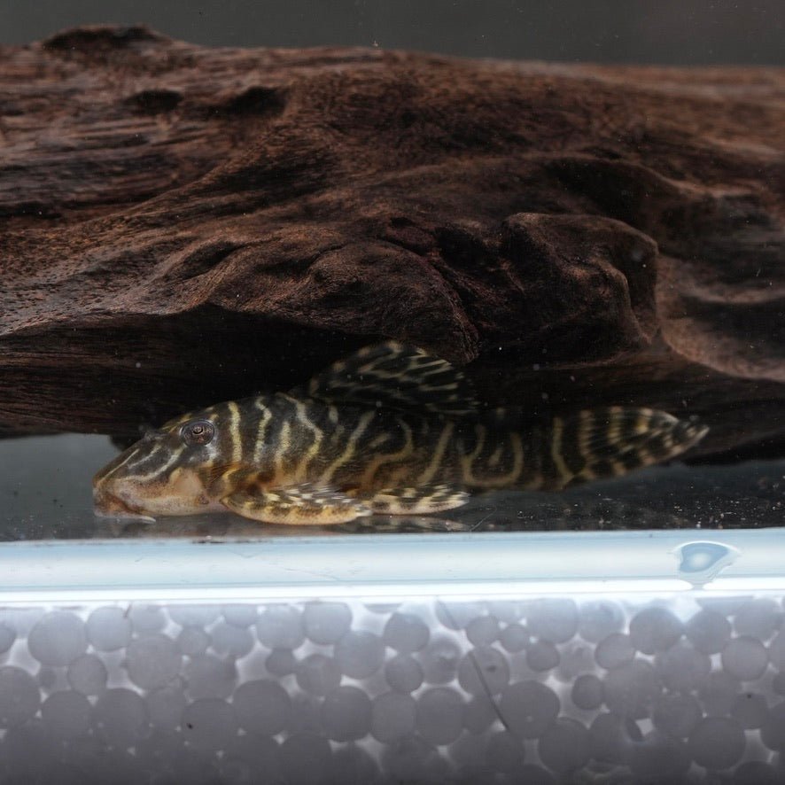 L129 Columbian Zebra Pleco