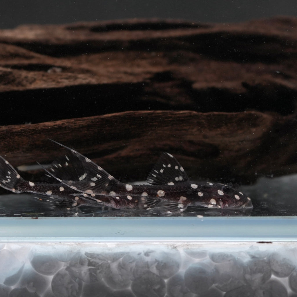 L155 Black Adonis Pleco