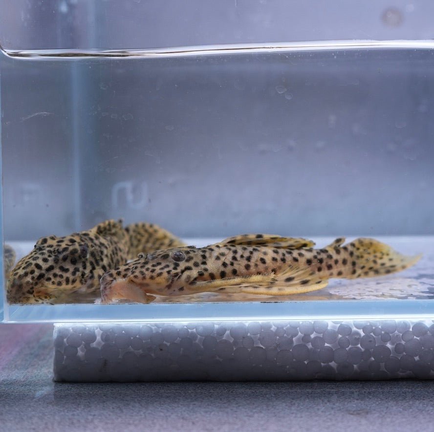 L172 Golden Vampire Pleco