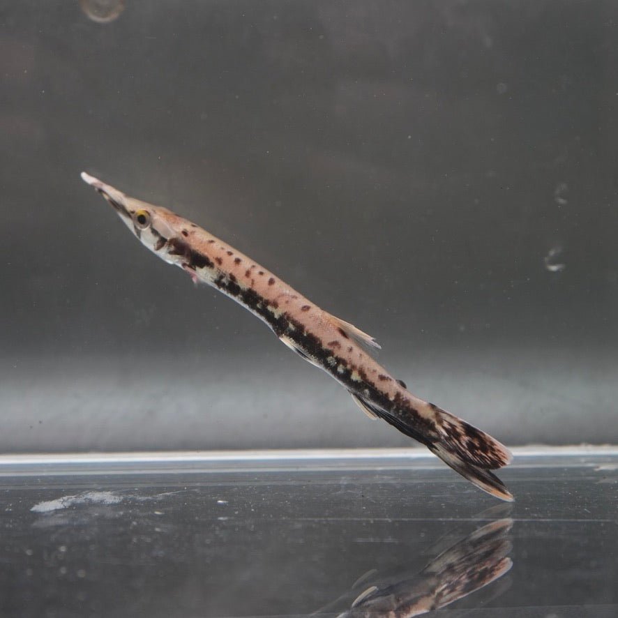 Marble Gar