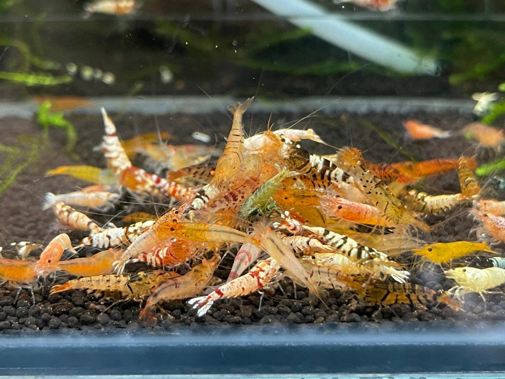 Mixed Caridina Culls - BillyBoiAquatics