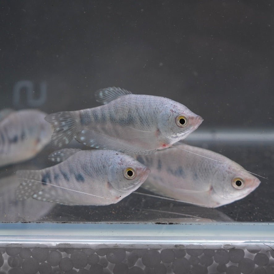 Opal Eye Gourami