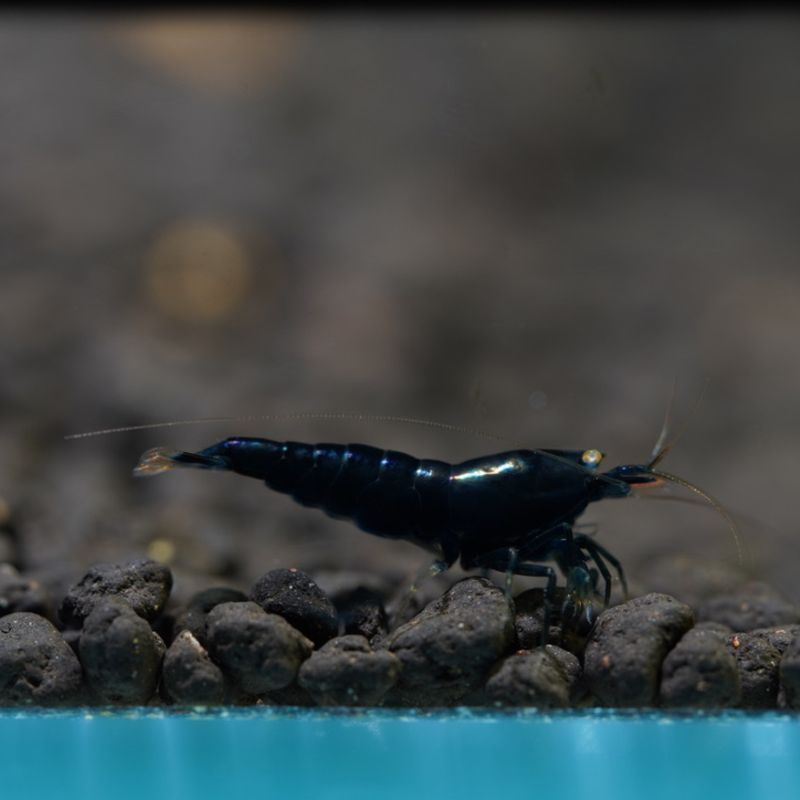 Orange Eye Black King Kong Extreme