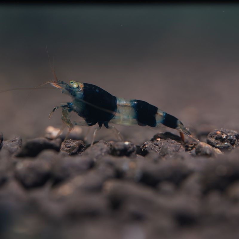 Orange Eye Black King Kong Panda Shrimp