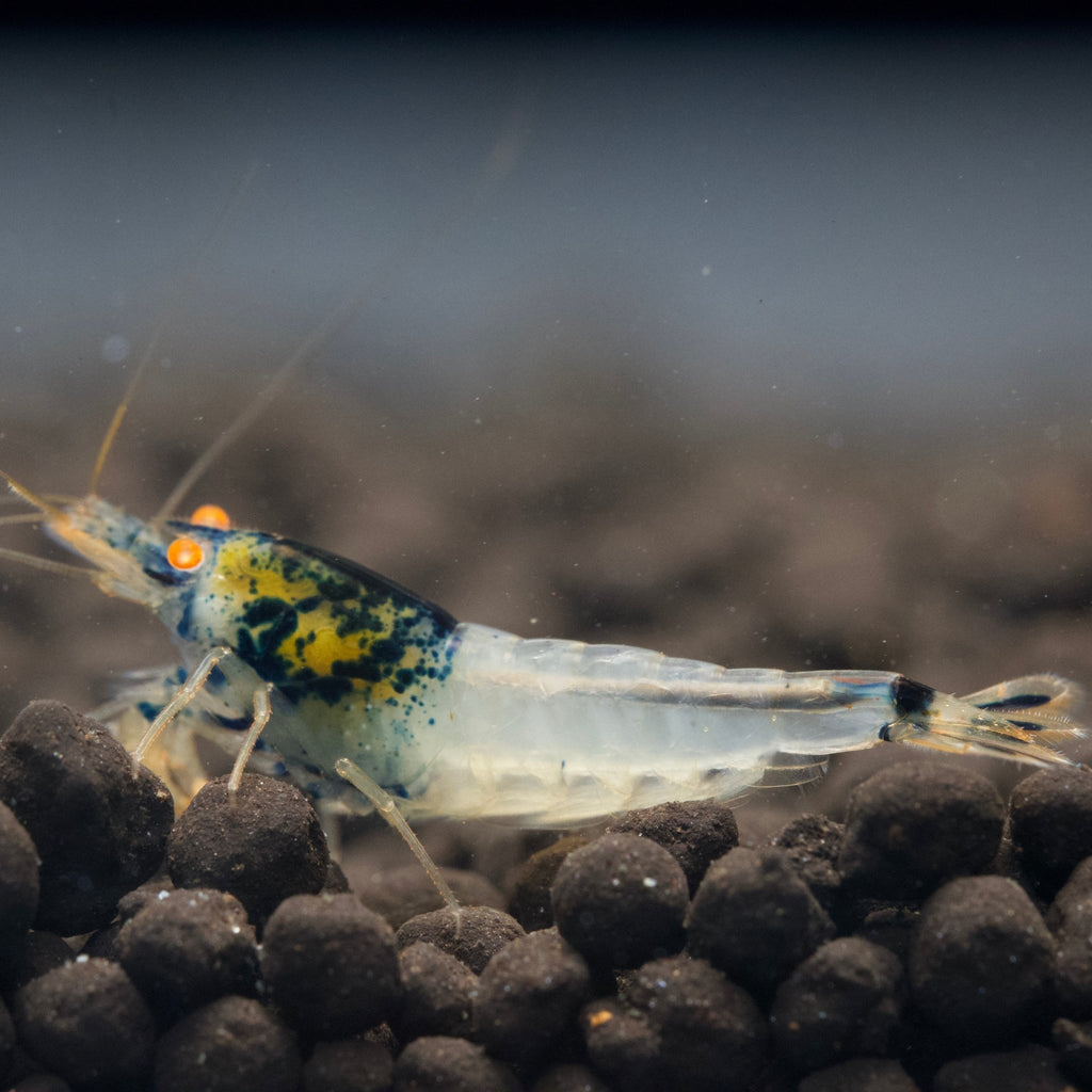 Orange Eye Blue Steel A Grade