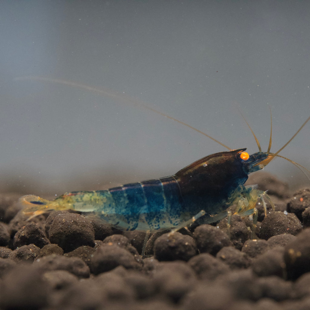 Orange Eye Blue Steel S Grade