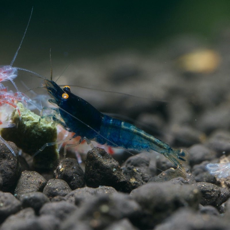 Orange Eye Blue Steel SS Grade