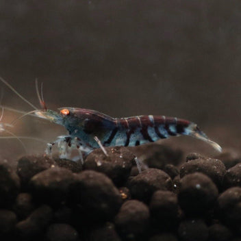 Shop Orange Eye Shrimp at BillyBoiAquatics | BillyBoiAquatics