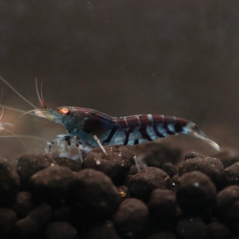 Orange Eye Blue Tiger Shrimp No - BillyBoiAquatics