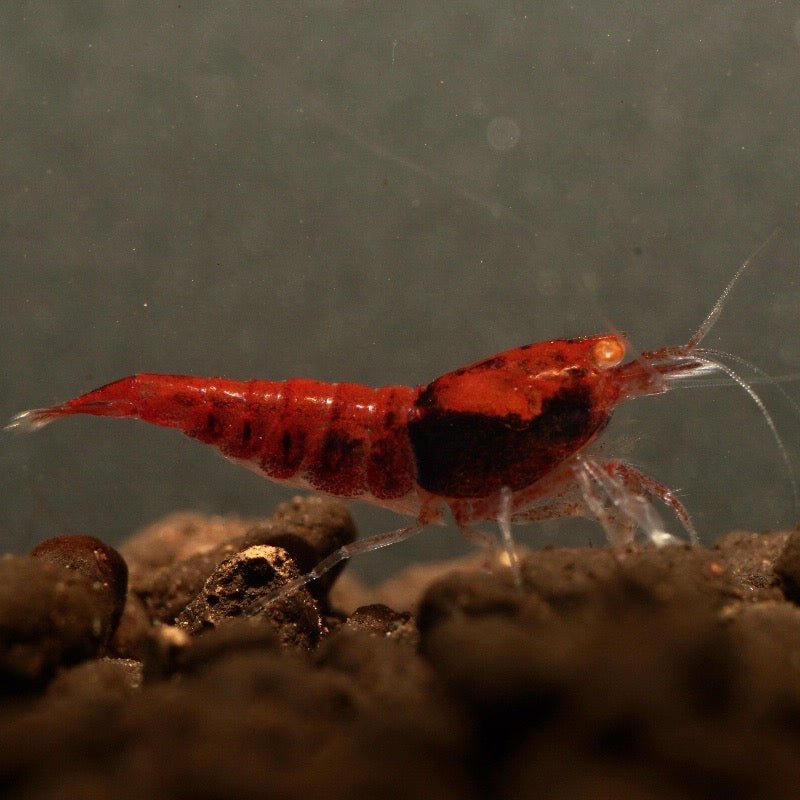 Orange Eye Red King Kong Extreme