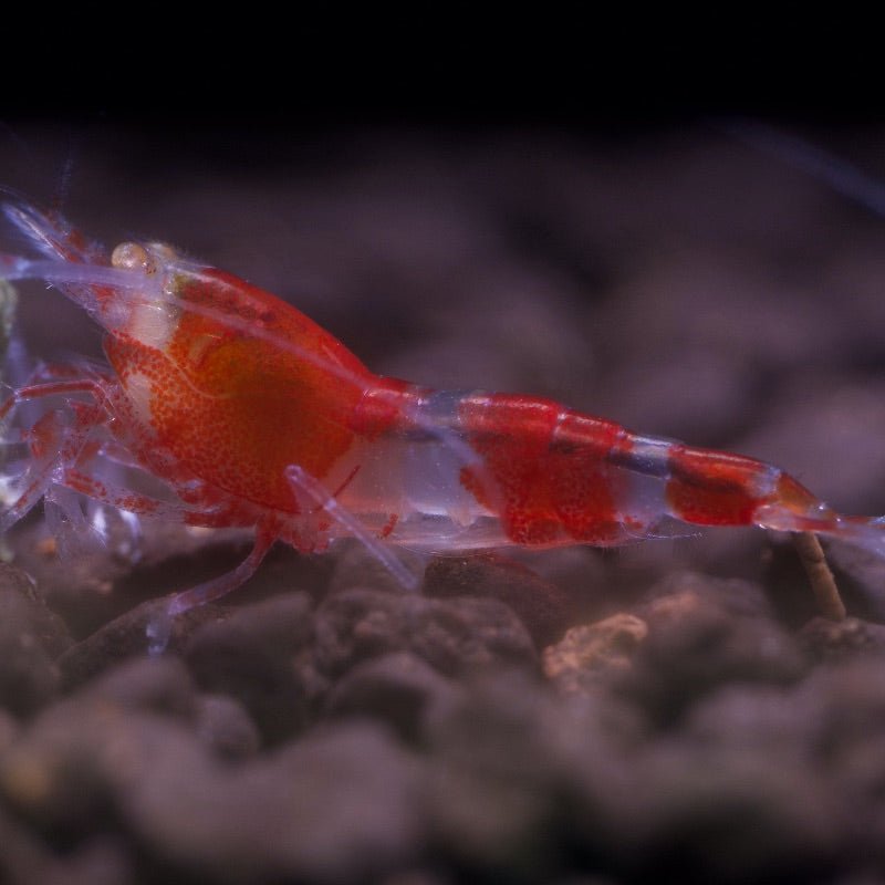 Orange Eye Red King Kong Panda