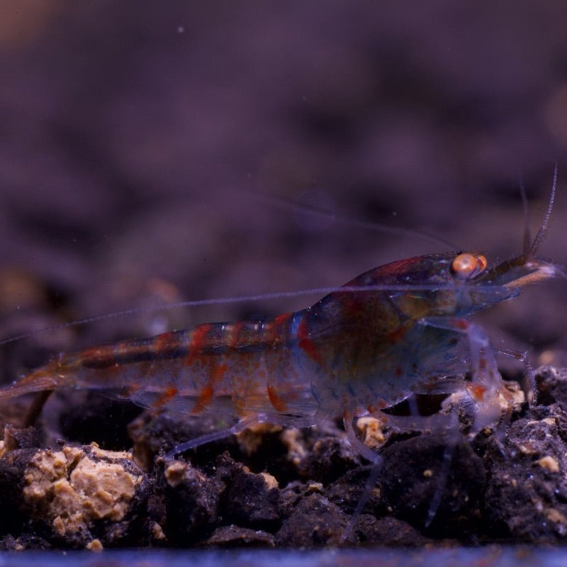 Orange Eye Red Tiger (Blue Body) - BillyBoiAquatics