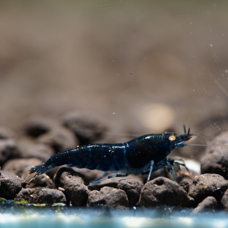 Orange Eye Royal Blue Tiger (OERBT) - BillyBoiAquatics