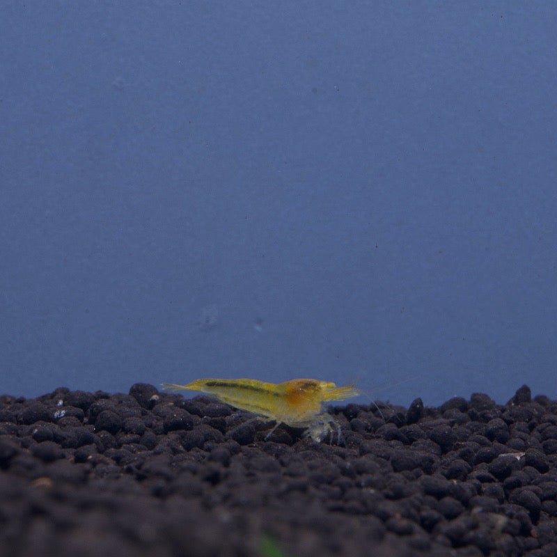 Orange Eye Yellow King Kong Shrimp - BillyBoiAquatics