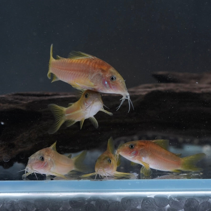 Orange Laser Corydoras CW010