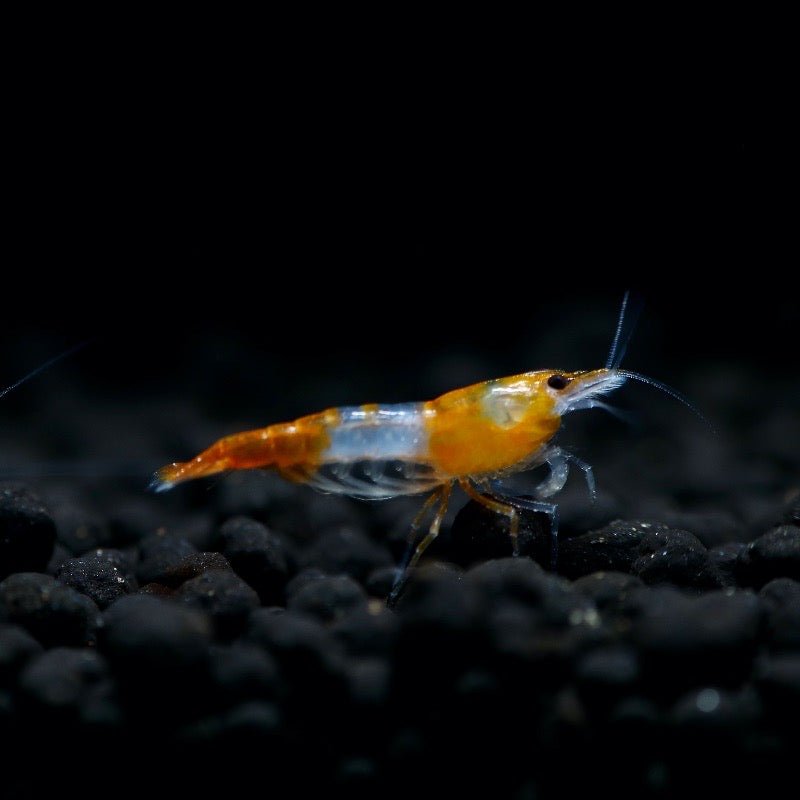 Orange rili Shrimp - BillyBoiAquatics