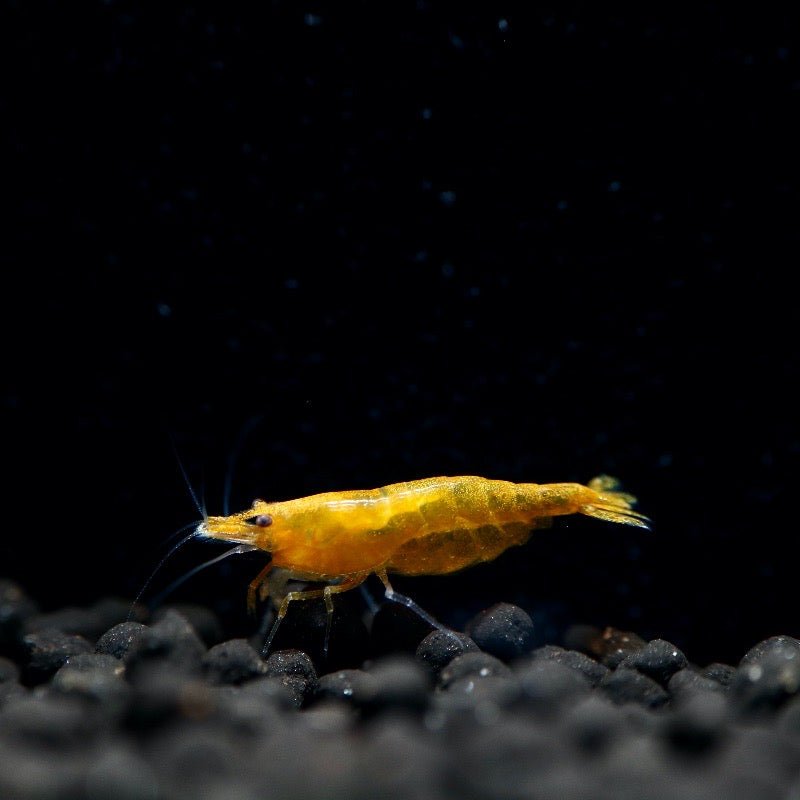 Orange Sunkist Shrimp - BillyBoiAquatics