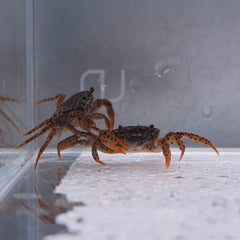 Panther Crabs | BillyBoiAquatics