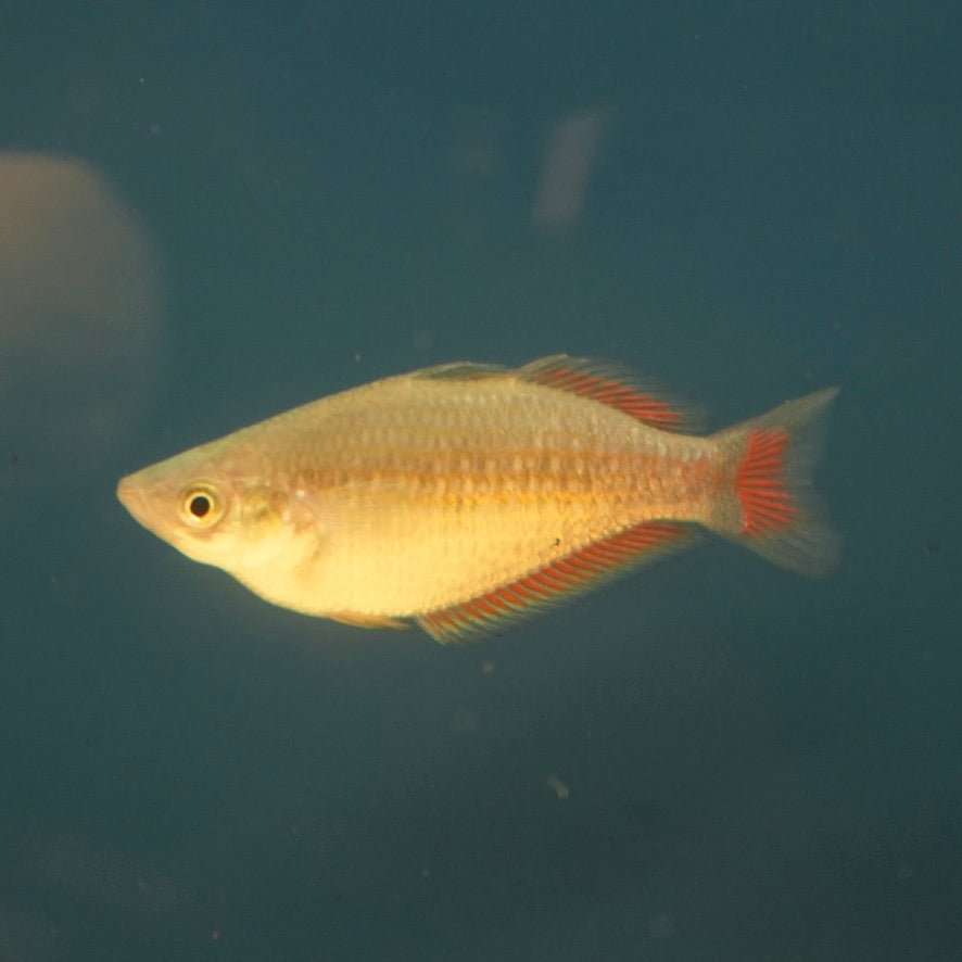 Parkinsoni Rainbowfish