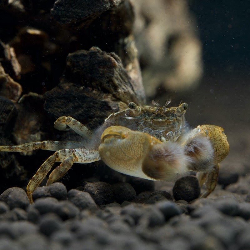 Pom Pom Crabs