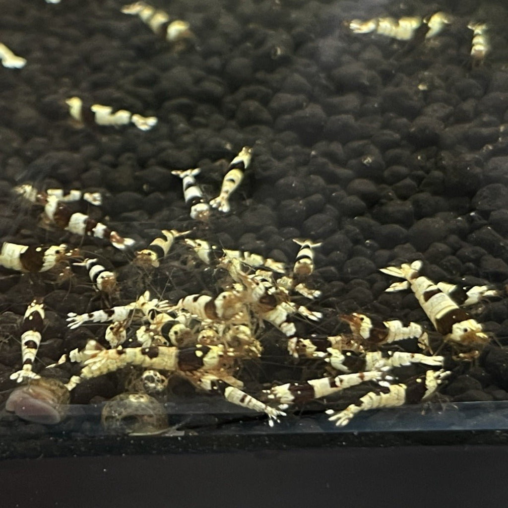 Pure Black Line Shrimp - BillyBoiAquatics