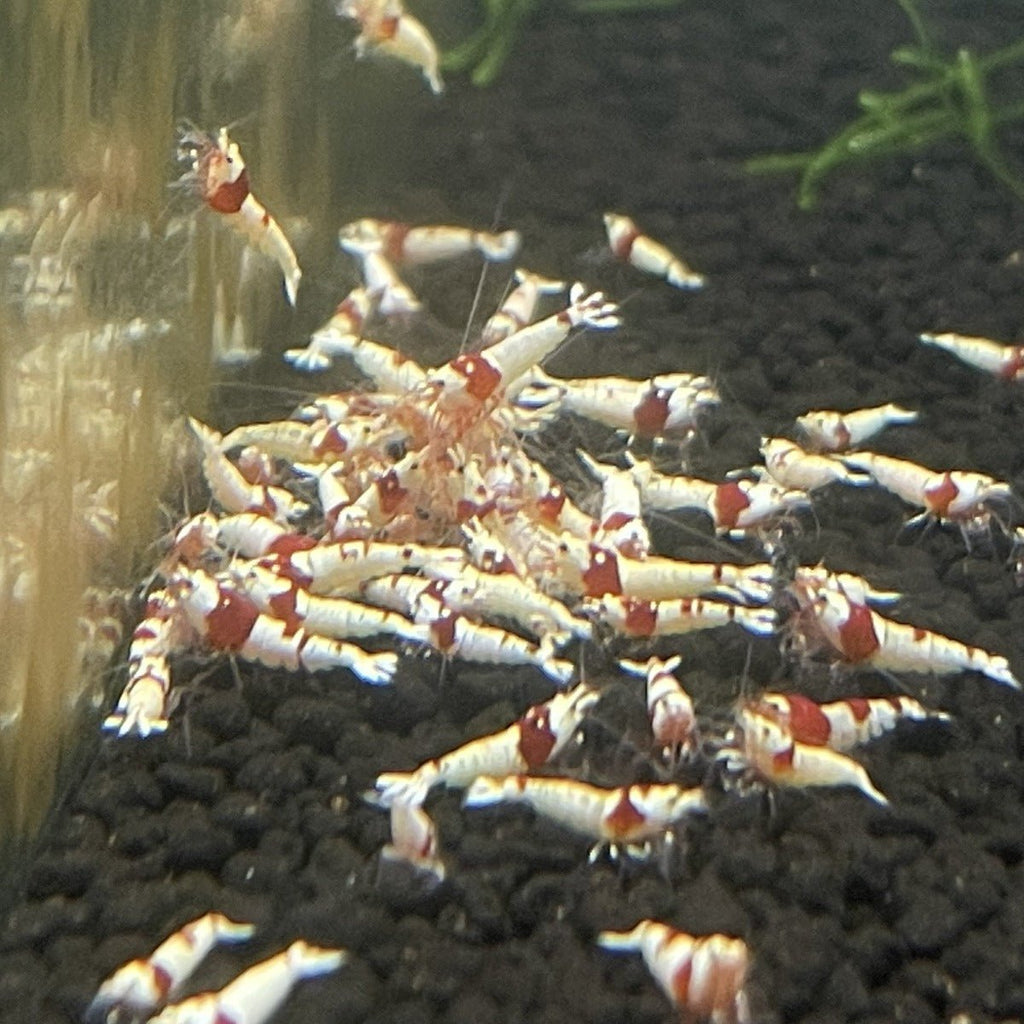 Pure Red Line Shrimp