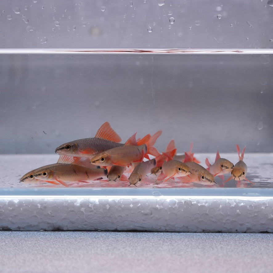 Rainbow Shark