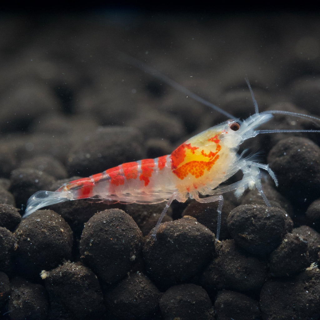 Red Calceo