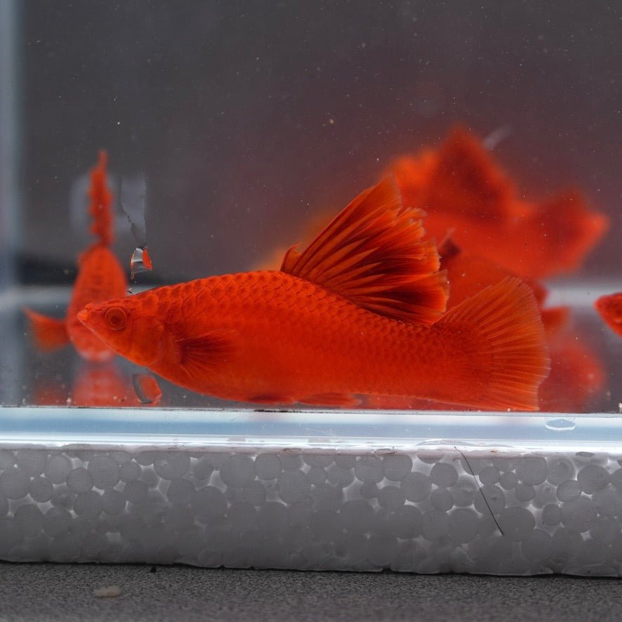 Red Eye High Fin Swordtail