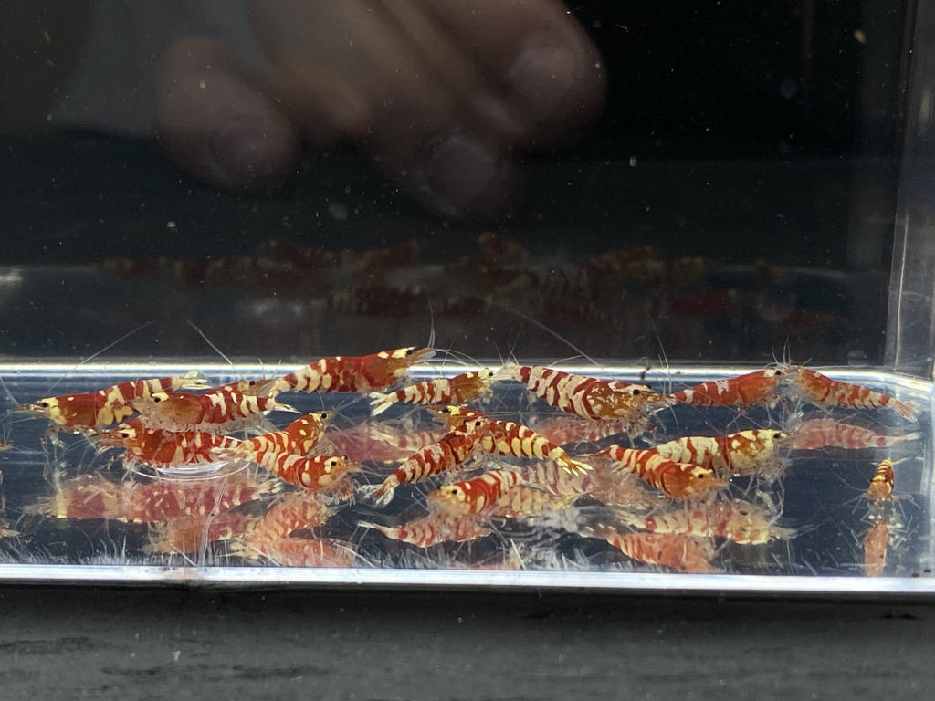 Red Fancy Tiger S Grade (Homebred)