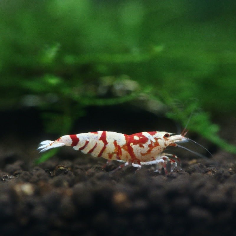 Red Fancy Tiger SS - BillyBoiAquatics