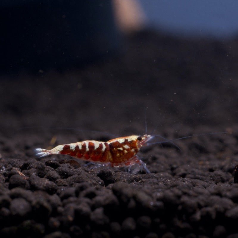 Red Galaxy Fishbone A/S