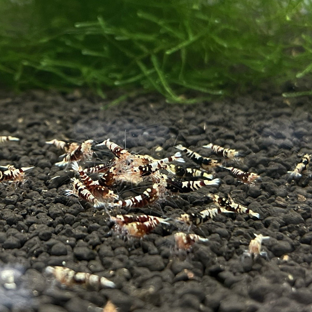 Red Galaxy Tiger Pinto