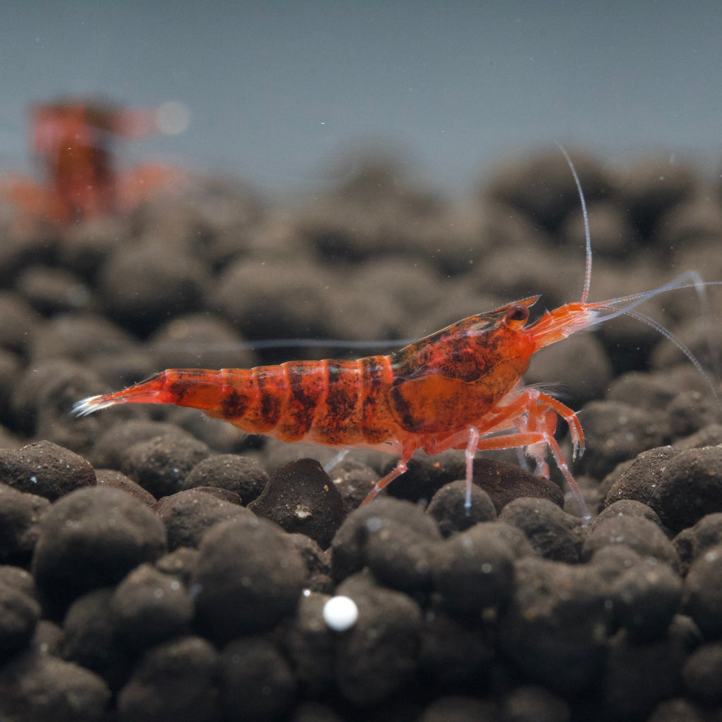 Red King Kong Extreme Shrimp - BillyBoiAquatics