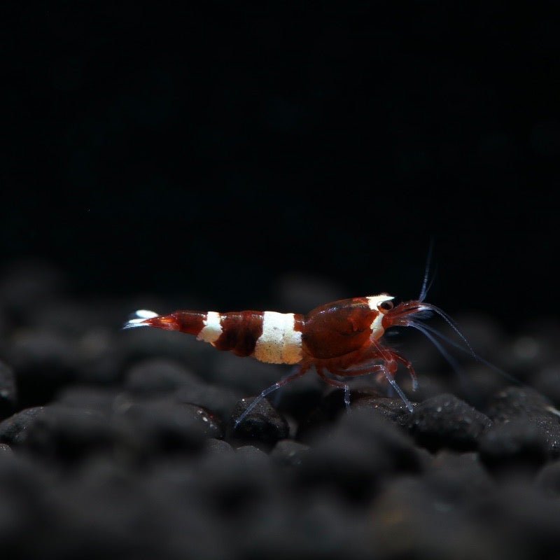 Red King Kong Shrimp Mixed