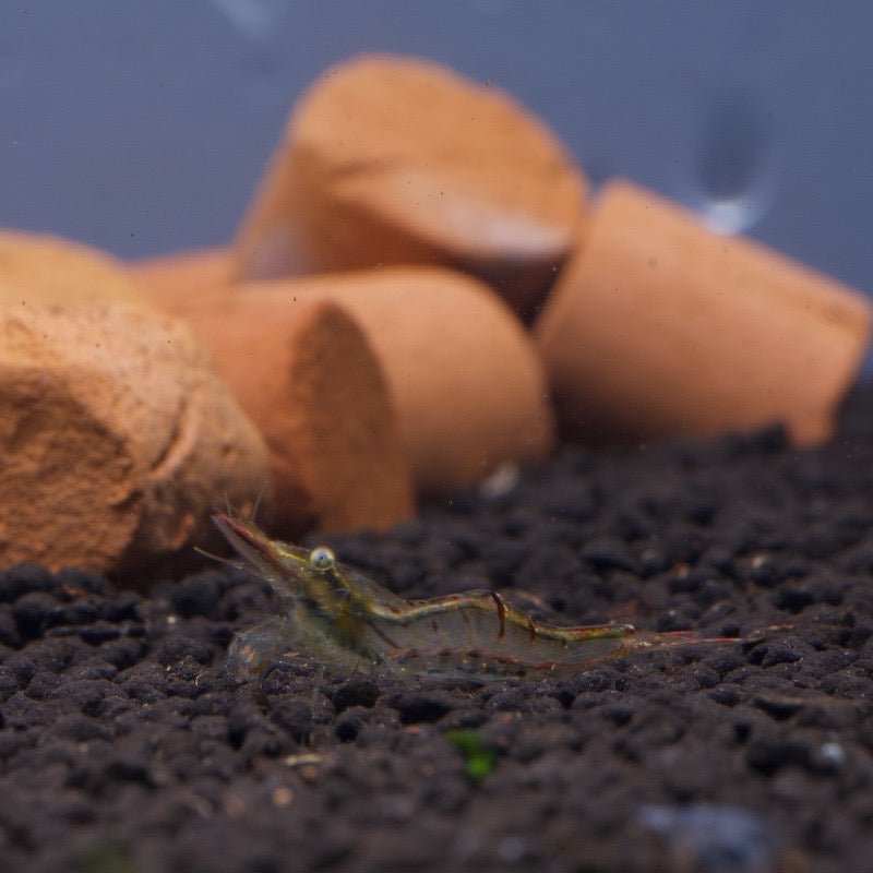 Red Nose Shrimp - BillyBoiAquatics